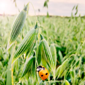 The environmental programme for contract farmers begins