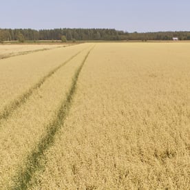 Tutustu viljatuotteiden ruokaketjuun