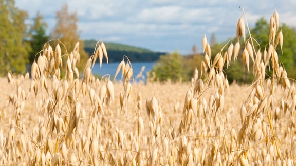 Sustainable Farming Programme: more oats of better