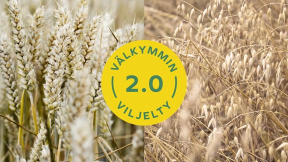 Välkymmin viljelty